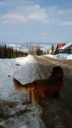 Niezale�nie od pogody, gotowy na spacer